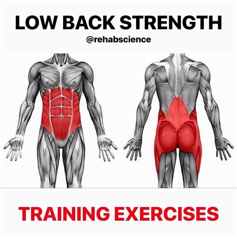 💥𝐋𝐨𝐰 𝐁𝐚𝐜𝐤 𝐒𝐭𝐫𝐞𝐧𝐠𝐭𝐡💥 ——— 👉Demonstrated here are three excellent exercises for training the major ...