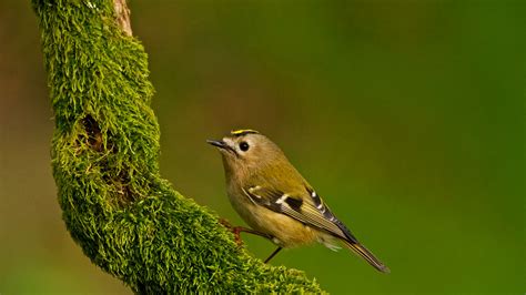 Goldcrest (Regulus regulus) - British Birds - Woodland Trust