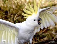 I've loved Cockatoo's since the tv show "Baretta" when I was little Beautiful Birds, Animals ...