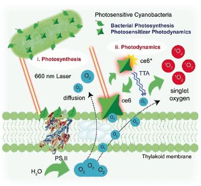 Photosynthetic Tumor Oxygenation by Photosensitizer‐Containing ...