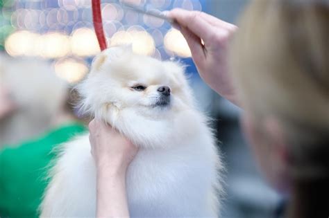 Premium Photo | White pomeranian closeup during grooming