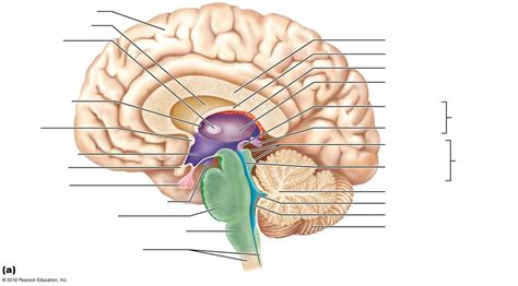 Midsagittal brain Diagram | Quizlet