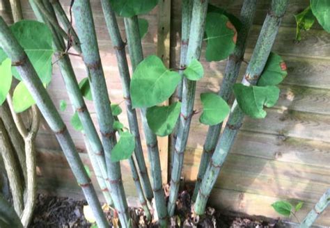 Japanese Knotweed identification - a guide by Knotweed Doctor