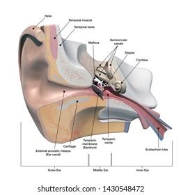 Human Ear Anatomy Cross Section View Stock Illustration 1430548472 ...