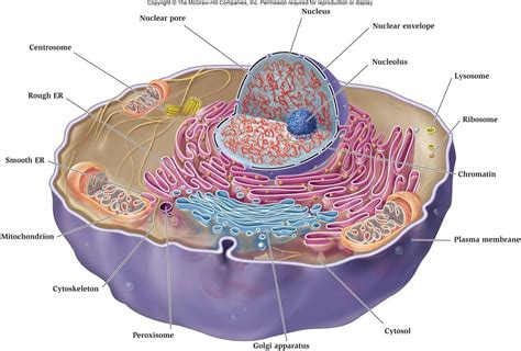 3. Cell membranes - BIOLOGY4ISC