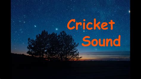 Cricket Sound - YouTube