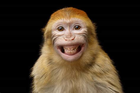 Baby Monkey Smiling