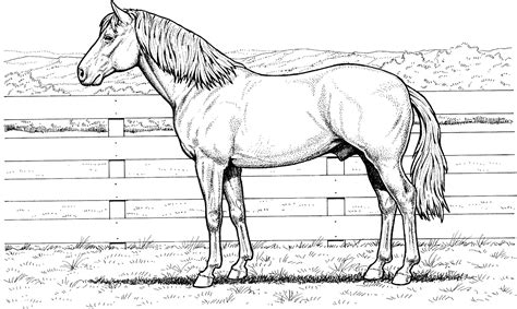 Horse Coloring Pages for Adults - Best Coloring Pages For Kids