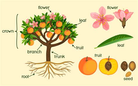 Morphology And Anatomy Of Flowering Plants