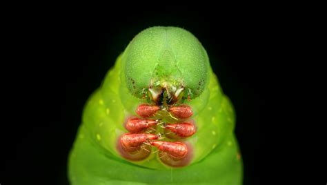 Caterpillar - Caterpillar face to face ... found at ladang pauh banggul | Caterpillar, Macro ...