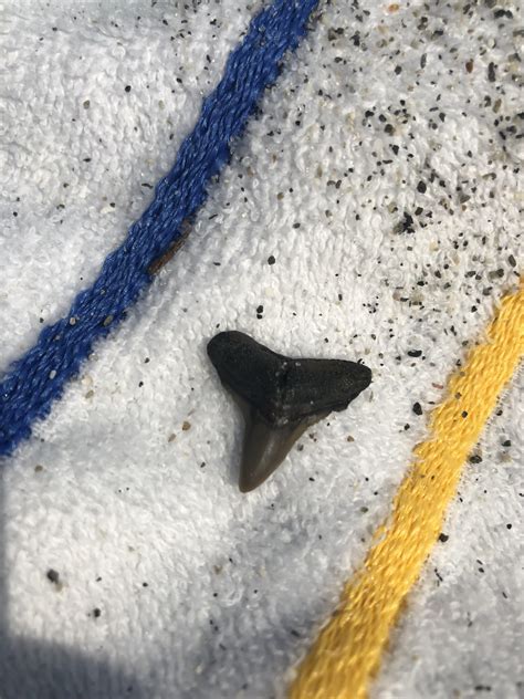 Found in Venice beach, Fl., known for extinct sharks teeth. What sort ...