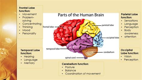 The Brain's Architecture and Energy - YouTube