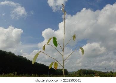 49 Durian Tree Death Images, Stock Photos & Vectors | Shutterstock