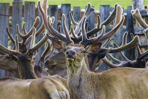 Deer Velvet Antlers Treat Wide Array of Health Conditions - The Astana Times