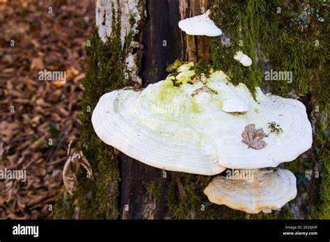 Big white mushroom on the tree, edible fungus Stock Photo - Alamy