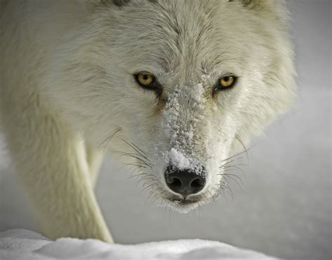 Download Winter Snow White Wolf Wolf Animal Arctic Wolf HD Wallpaper by ...