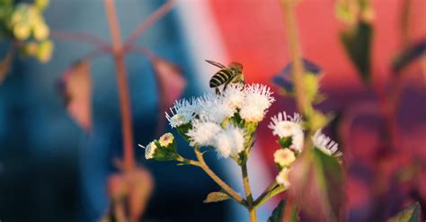 Free stock photo of bee, bees, flower