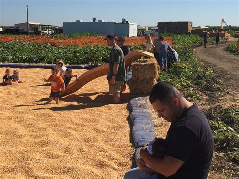 Corn bath play area. Cool Patch Pumpkins, Dixon, CA, 2015. | Cool patches, Corn maze, Dixon