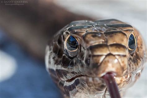 Coachwhip Snake: Complete Info & Care Guide (With FAQs)