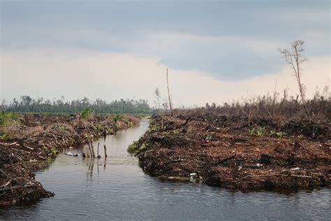 Climate change: Why Indonesia's forests are crucial to emission curbs - CSMonitor.com