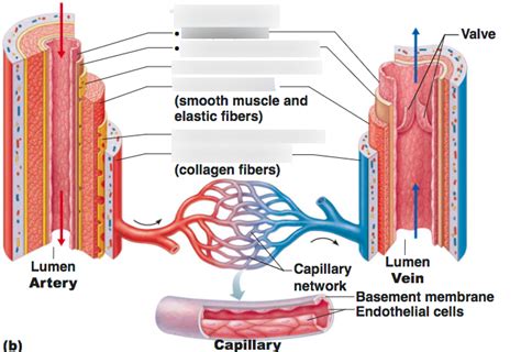 Heart Labeling, electrocardiograph, generalized structure of blood ...