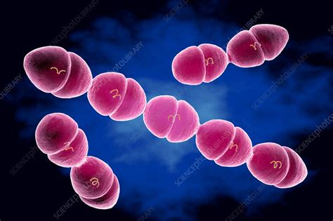 Streptococcus mutans bacteria, illustration - Stock Image - F032/2833 ...