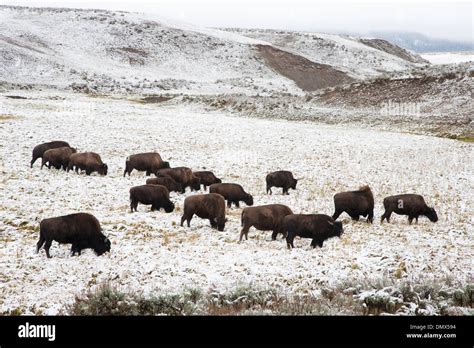 Bison - herd feeding in snow in Hayden valley Bison bison Yellowstone ...