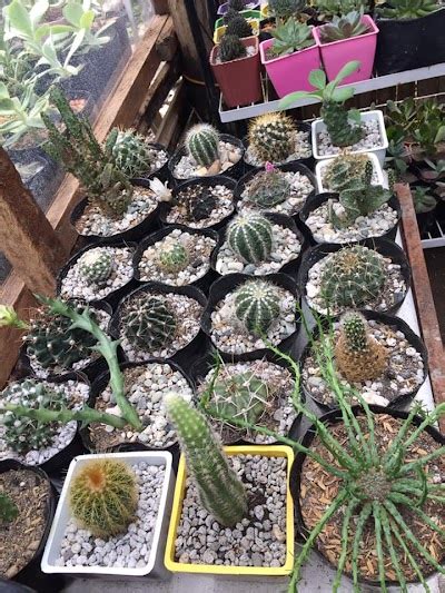 Plantita de Albay: Succies and Cacti Collection by ANA, Guinobatan: Location, Map, About & More