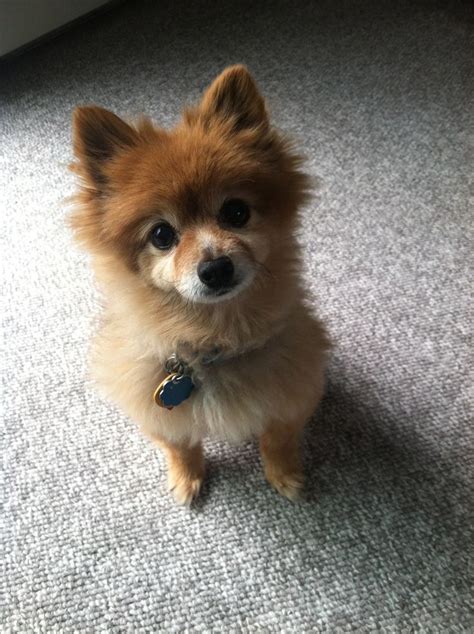 Totally getting my Pom this haircut | Dog haircuts, Pomeranian, Yorkie hairstyles