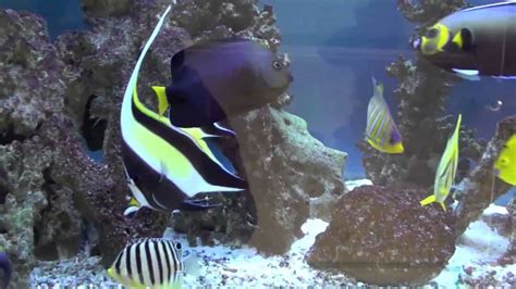 Saltwater Angelfish Care Guide | Fishkeeping Advice