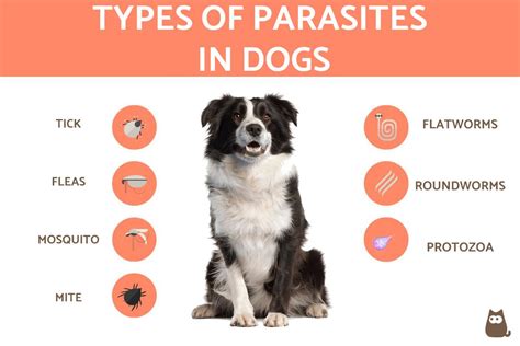How Do I Know If My Dog Has Parasites