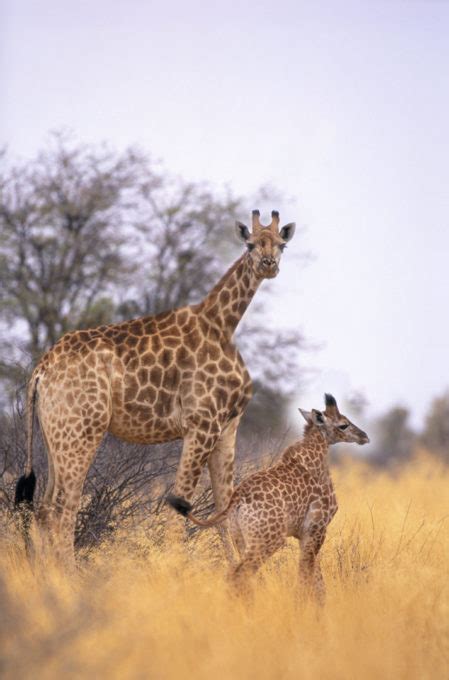 #WildlifeWednesday - Short-Necked Giraffes from Wakanda, Africa! - Art Wolfe