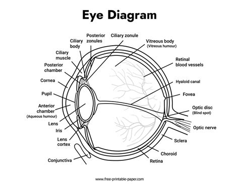 Eye Diagram Labeled – Free-printable-paper.com