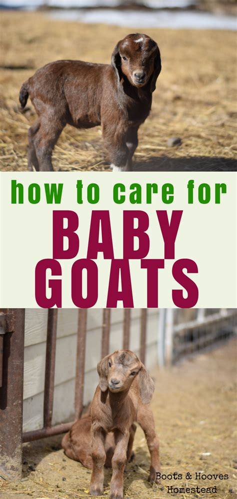 Guide to baby goat care – Artofit