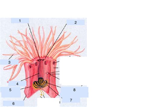 Anthozoa id Diagram | Quizlet