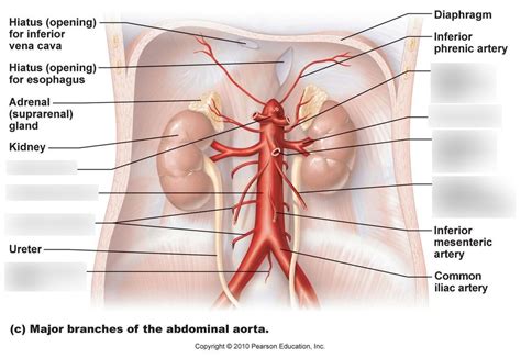 Abdominal Aorta Anatomy