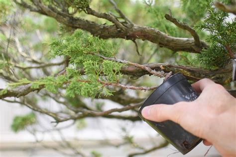 Grafting trees as Bonsai cultivation technique - Bonsai Empire