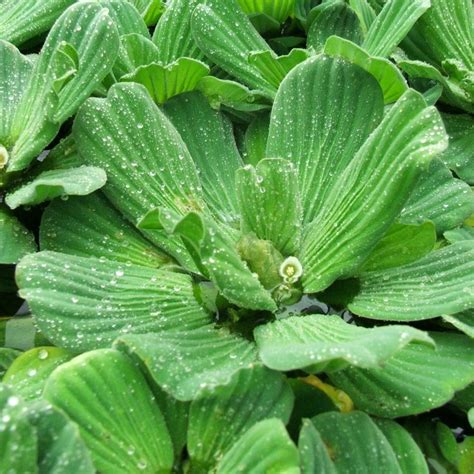 Water Lettuce - Wetplants