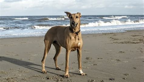 Rhodesian Ridgeback Greyhound Mix: Grace and Strength