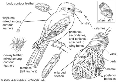 Feather | Flight, Structure, Function, & Facts | Britannica