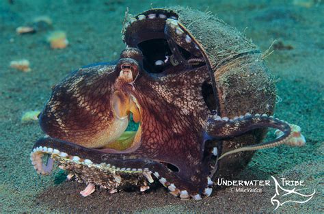 Story Behind the Shot - Coconut Octopus