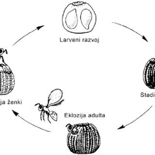 Trichogramma Life Cycle