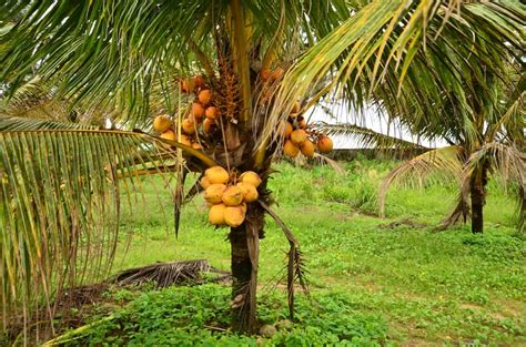 17 Types Of Coconuts (Differences, Size, Color, Appearance)