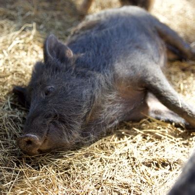 Ossabaw Island Hogs - Wyld Roots Farm