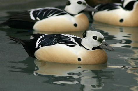 Threatened Steller's eider (Polysticta stelleri) males, Al… | Flickr