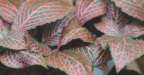 Maroon and Green Leaves on Focus Photo · Free Stock Photo