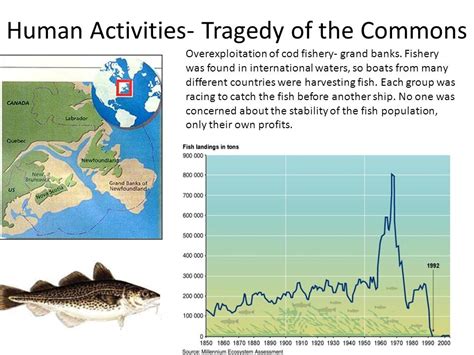 How does the decline in world fisheries represent a tragedy of the commons? | Socratic