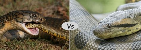 King Cobra Vs Anaconda fight comparison- who will win?