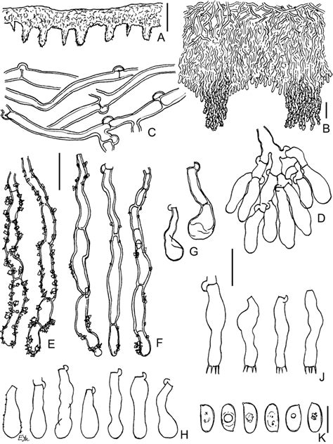 Phylogenetic and morphological studies in Xylodon (Hymenochaetales ...