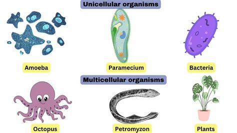 Difference between Unicellular and Multicellular Organism